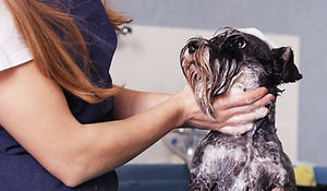 Dog Wash